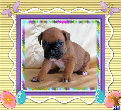 Puppies in KY